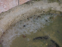 t 031.jpg