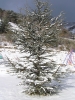 n 009.jpg